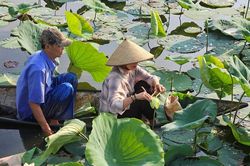 Vươn b&ugrave;n lớn dậy như sen