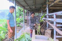C&aacute;c biện ph&aacute;p chống nắng n&oacute;ng cho vật nu&ocirc;i