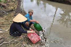 Bảo vệ nguồn lợi cá đồng tự nhiên mùa sinh sản