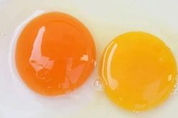 Lòng trứng màu cam đậm hay vàng nhạt nhiều dinh dưỡng hơn?