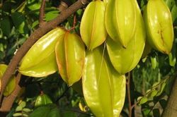4 l&yacute; do người xưa th&iacute;ch trồng c&acirc;y khế trước s&acirc;n, c&oacute; l&yacute; do khiến nhiều người bất ngờ