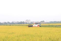Lúa VietGAP Hà Nội tăng lợi nhuận 15-20%, doanh nghiệp bao tiêu giá cao
