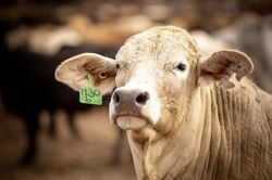 Thịt bò Australia đối mặt thuế nhập khẩu 55% tại Trung Quốc
