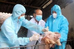 Tăng cường gi&aacute;m s&aacute;t, ngăn chặn nguy cơ l&acirc;y lan virus lở mồm long m&oacute;ng serotype A