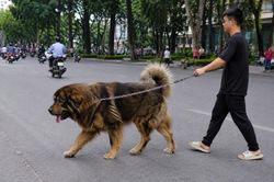 Siết mạnh xử phạt trong lĩnh vực thú y, mức cao nhất lên tới 100 triệu đồng