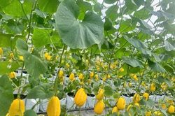 Hải Phòng: Hiệu quả từ mô hình trồng dưa công nghệ cao