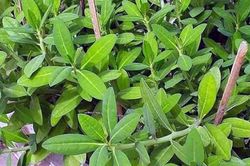 Tác dụng của cây thạch anh với sức khỏe