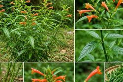 Kh&ocirc;ng chỉ l&agrave; rau ăn, c&acirc;y xương khỉ c&ograve;n cho thấy tiềm năng hỗ trợ chăm s&oacute;c da