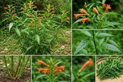 Không chỉ là rau ăn, cây xương khỉ còn cho thấy tiềm năng hỗ trợ chăm sóc da