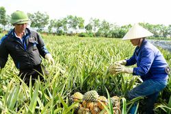 Nông dân bất an vì giá dứa giảm sâu