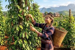Giá tiêu ngày 15.6: Đi ngang, thị trường chờ lực mua mới
