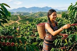 Giá cà phê hôm nay 15.6: Đi ngang nhưng áp lực tăng vẫn còn?