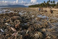 Động đất ở Philippines làm đáy biển nâng lên 2m, san hô chết hàng loạt