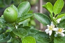 7 lý do tại sao gia đình nào cũng nên trồng ít nhất 1 cây chanh