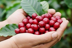 Bản tin nông sản hôm nay (15-6): Giá cà phê tiến sát mốc 90.000 đồng/kg, giá hồ tiêu phục hồi