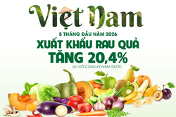 Xuất khẩu rau quả tăng 20,4% trong 5 tháng đầu năm 2026
