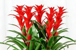 Top 5 cây cảnh vừa thanh lọc không khí, vừa được cho là mang lại tài lộc