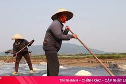 Nắng gay gắt, diêm dân tích cực bám đồng sản xuất