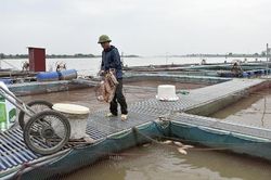 Siết chặt bảo vệ môi trường vùng nuôi cá lồng trên sông trước nắng nóng