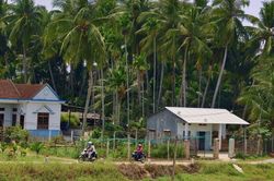 Mở lối du lịch dưới tán dừa xanh
