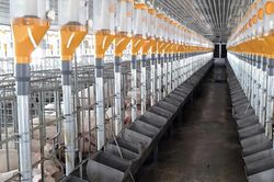 Khánh Hòa phấn đấu giảm 30% số ổ dịch bệnh gia súc, gia cầm
