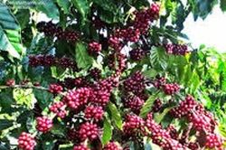 Giá cà phê hôm nay 15/6/2026: Trong nước áp sát 90.000 đồng/kg, thế giới bật tăng mạnh