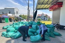 'Được mùa, mất giá' và bài toán liên kết trong sản xuất lúa gạo (Kỳ 2)