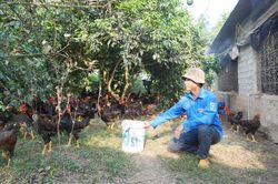 Phát triển chăn nuôi theo hướng hữu cơ