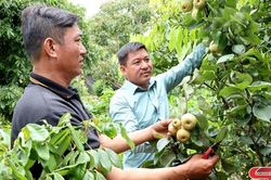 Khi nông dân Mai Sơn 'bắt tay' làm giàu tập thể