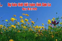 Dự báo thời tiết toàn tỉnh Sơn La ngày 16/6/2026