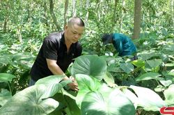 Mường Chiên phát triển cây dược liệu dưới tán rừng