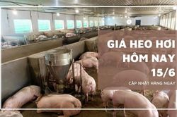 Ng&agrave;y 15/6: Gi&aacute; heo hơi tại nhiều địa phương về s&aacute;t mốc 62.000 đồng/kg