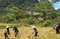 Những người lính gieo mùa trên cánh đồng Rục Làn