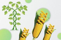 Phát hiện gene giúp ngô hấp thụ đạm hiệu quả hơn giúp giảm lượng phân bón
