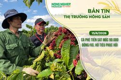 Thị trường nông sản 15/6/2026: Cà phê tiến sát mốc 90.000 đồng/kg, hồ tiêu phục hồi