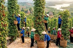 Giá hồ tiêu hôm nay 16.6: Đi ngang, cao nhất 140.500 đồng/kg