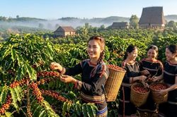 Giá cà phê hôm nay 16.6: Đi ngang sát mốc 90.000 đồng/kg