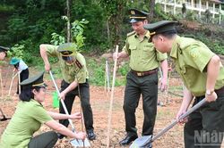 Trồng mới 1,5 triệu cây xanh giai đoạn 2026-2030 hưởng ứng Ngày Thế giới chống sa mạc hóa và hạn hán