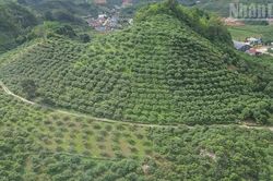 Chuyển đổi xanh mở lối cho nông nghiệp Sơn La phát triển bền vững