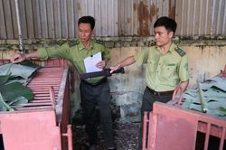 Hơn hai thập kỷ, hoạt động cứu hộ đã hỗ trợ 300 cá thể gấu nuôi nhốt trên cả nước