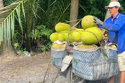 Trái cây lại rơi vào cảnh được mùa mất giá
