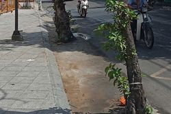 Mối nguy từ c&acirc;y xanh