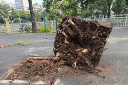 C&acirc;y phượng bật gốc ng&atilde; trong c&ocirc;ng vi&ecirc;n ở trung t&acirc;m TPHCM