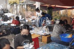 C&ocirc;ng an TPHCM lập 'Bệnh viện d&atilde; chiến' cứu sống hơn 400 b&eacute; m&egrave;o