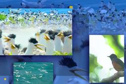 Một Côn Đảo rất khác qua 'Vietnam Wild Live': Hoang dã, nguyên sơ và đầy sức sống
