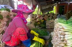 Cây sả giúp người dân vùng hạn mặn Đồng Tháp đổi đời