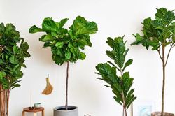 Cây cảnh nội thất cỡ lớn lên ngôi, xu hướng mới kiến tạo không gian xanh