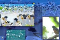 Vietnam Wild Live lan tỏa nhận thức về thi&ecirc;n nhi&ecirc;n qu&yacute; gi&aacute; của Việt Nam