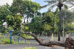 Cây phượng bật gốc ở trung tâm TPHCM khiến nhiều người hốt hoảng