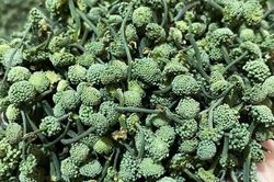 Chỉ vài nghìn đồng mỗi ngày, 3 bài thuốc 'uống đến đâu ngủ sâu đến đấy'